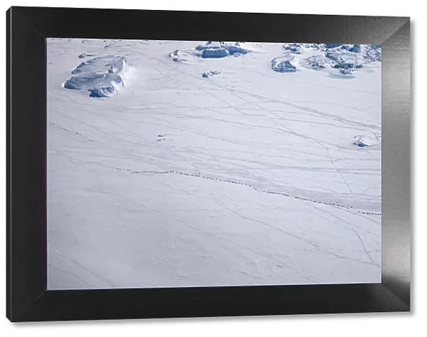 Aerial view of Emperor penguins (Aptenodytes forsteri) toboganning in the snow, Snow Hill Island