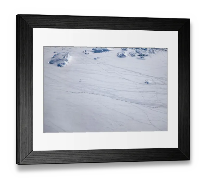 Framed Print : Aerial view of Emperor penguins (Aptenodytes forsteri) toboganning in the snow, Snow Hill Island Framed Print : Aerial view of Emperor penguins (Aptenodytes forsteri) toboganning in the snow, Snow Hill Island