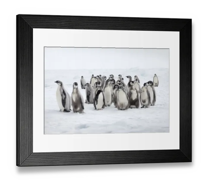 Framed Print : Emperor penguin chicks (Aptenodytes forsteri) with lone Adelie penguin (Pygoscelis Framed Print : Emperor penguin chicks (Aptenodytes forsteri) with lone Adelie penguin (Pygoscelis