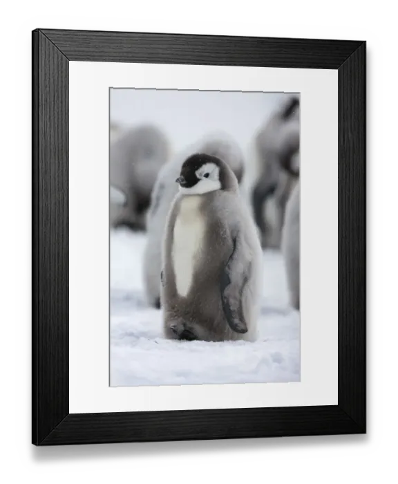 Framed Print : Emperor penguin (Aptenodytes forsteri) chick, Ross Sea, Antarctica Framed Print : Emperor penguin (Aptenodytes forsteri) chick, Ross Sea, Antarctica
