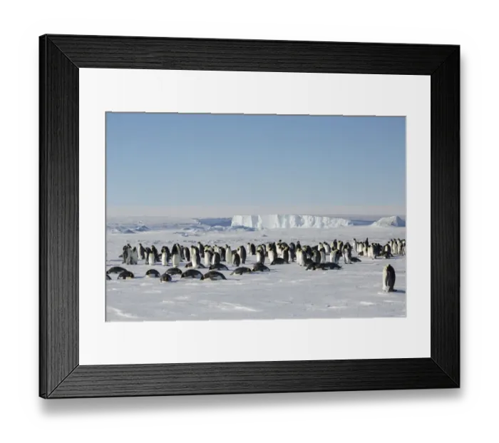 Framed Print : Emperor penguin (Aptenodytes forsteri) wide angle view of colony. Gould Bay, Weddell Sea Framed Print : Emperor penguin (Aptenodytes forsteri) wide angle view of colony. Gould Bay, Weddell Sea