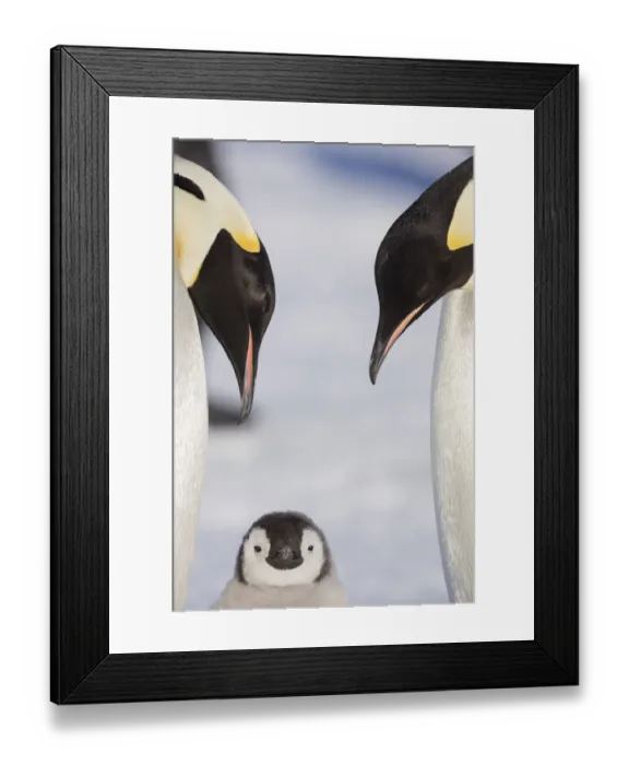 Framed Print : Emperor Penguin aka (Aptenodytes forsteri) adult penguins with their chick, Weddell Sea Framed Print : Emperor Penguin aka (Aptenodytes forsteri) adult penguins with their chick, Weddell Sea