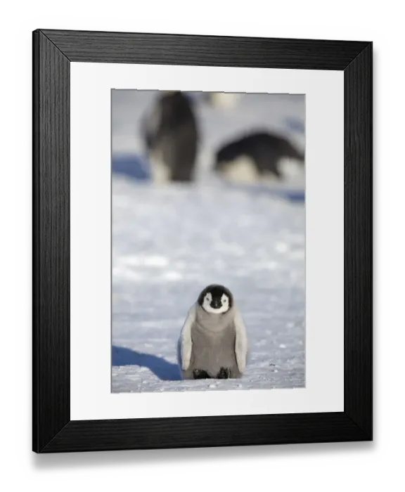 Framed Print : Emperor penguin (Aptenodytes forsteri) very young chick on sea ice, Gould Bay, Weddell Sea Framed Print : Emperor penguin (Aptenodytes forsteri) very young chick on sea ice, Gould Bay, Weddell Sea