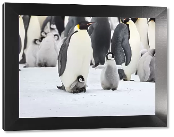 Emperor penguin (Aptenodytes forsteri) chick on feet of adult, with older chick nearby