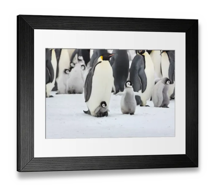 Framed Print : Emperor penguin (Aptenodytes forsteri) chick on feet of adult, with older chick nearby Framed Print : Emperor penguin (Aptenodytes forsteri) chick on feet of adult, with older chick nearby