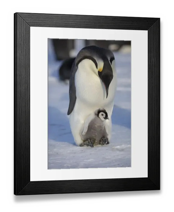 Framed Print : Emperor penguin (Aptenodytes forsteri) adult with young chick, Gould Bay, Weddell Sea Framed Print : Emperor penguin (Aptenodytes forsteri) adult with young chick, Gould Bay, Weddell Sea