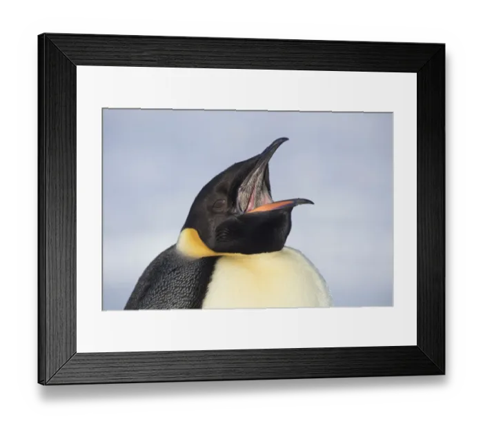 Framed Print : Emperor penguin (Aptenodytes forsteri) with open beak showing spines used to hold prey Framed Print : Emperor penguin (Aptenodytes forsteri) with open beak showing spines used to hold prey