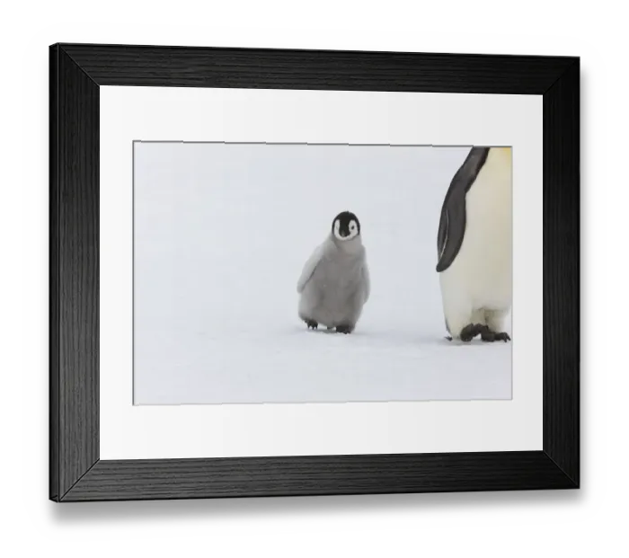 Framed Print : Emperor penguin (Aptenodytes forsteri) with young chick, Snow Hill Island rookery, Antarctica Framed Print : Emperor penguin (Aptenodytes forsteri) with young chick, Snow Hill Island rookery, Antarctica