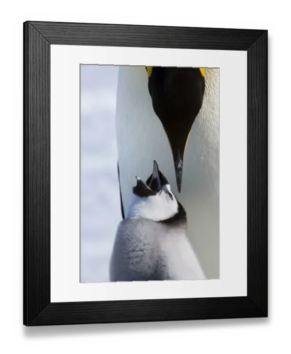 Framed Print : Emperor penguin (Aptenodytes forsteri) feeding young chick, Snow Hill Island rookery, Antarctica Framed Print : Emperor penguin (Aptenodytes forsteri) feeding young chick, Snow Hill Island rookery, Antarctica
