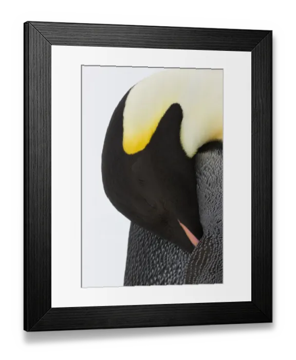 Framed Print : Emperor penguin (Aptenodytes forsteri) close up view of adult grooming. Snow Hill Island rookery Framed Print : Emperor penguin (Aptenodytes forsteri) close up view of adult grooming. Snow Hill Island rookery