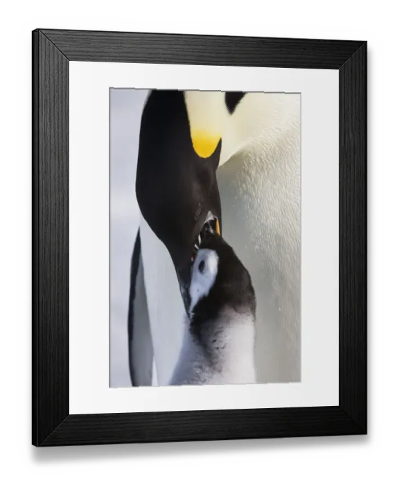 Framed Print : Emperor penguin (Aptenodytes forsteri) feeding young chick, Snow Hill Island rookery, Antarctica Framed Print : Emperor penguin (Aptenodytes forsteri) feeding young chick, Snow Hill Island rookery, Antarctica