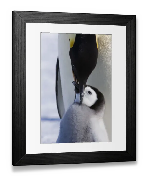 Framed Print : Emperor penguin (Aptenodytes forsteri) feeding young chick, Snow Hill Island rookery, Antarctica Framed Print : Emperor penguin (Aptenodytes forsteri) feeding young chick, Snow Hill Island rookery, Antarctica