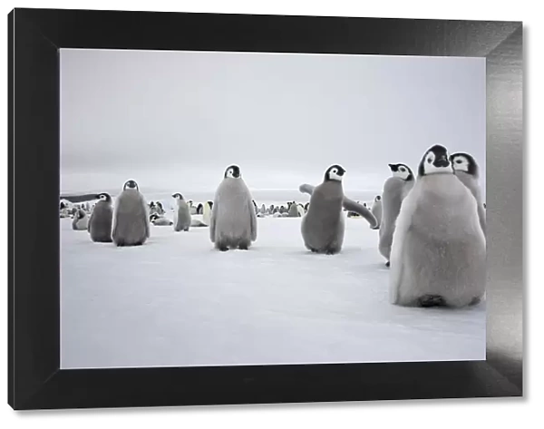 Emperor penguin (Aptenodytes forsteri) chicks in creche at Snow Hill Island rookery