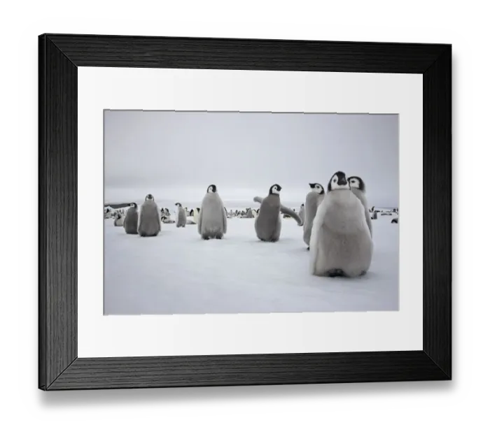 Framed Print : Emperor penguin (Aptenodytes forsteri) chicks in creche at Snow Hill Island rookery Framed Print : Emperor penguin (Aptenodytes forsteri) chicks in creche at Snow Hill Island rookery