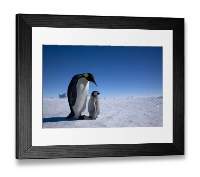 Framed Print : Emperor penguin (Aptenodytes forsteri) with young chick at Snow Hill Island rookery Framed Print : Emperor penguin (Aptenodytes forsteri) with young chick at Snow Hill Island rookery
