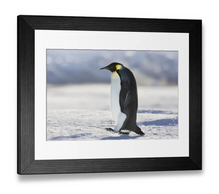 Framed Print : Emperor penguin (Aptenodytes forsteri) walking at Cape Colbeck, Ross Sea, Antarctica Framed Print : Emperor penguin (Aptenodytes forsteri) walking at Cape Colbeck, Ross Sea, Antarctica