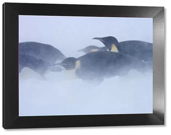 Emperor penguins (Aptenodytes forsteri) blizzard near Snow Hill Island colony in Weddell Sea