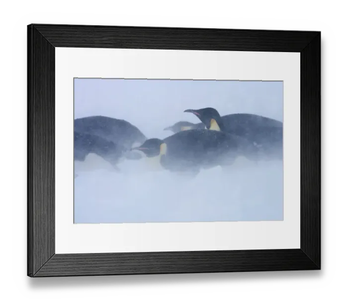 Framed Print : Emperor penguins (Aptenodytes forsteri) blizzard near Snow Hill Island colony in Weddell Sea Framed Print : Emperor penguins (Aptenodytes forsteri) blizzard near Snow Hill Island colony in Weddell Sea