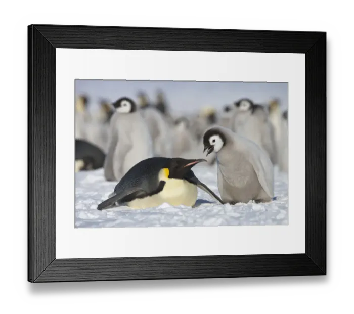 Framed Print : Emperor penguin (Aptenodytes forsteri) parent with chick begging for food at Snow Framed Print : Emperor penguin (Aptenodytes forsteri) parent with chick begging for food at Snow