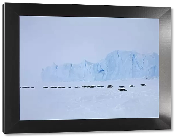 Emperor penguins (Aptenodytes forsteri) crossing sea ice in line in Weddell Sea