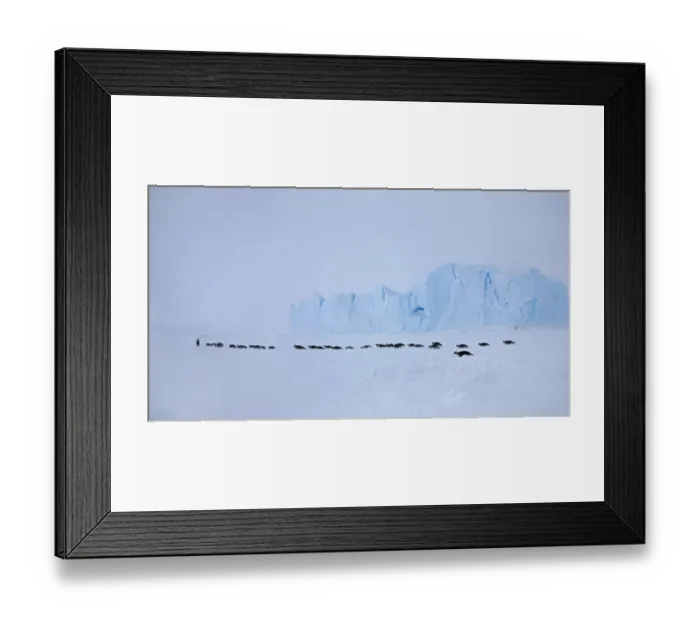 Framed Print : Emperor penguins (Aptenodytes forsteri) crossing sea ice in line in Weddell Sea