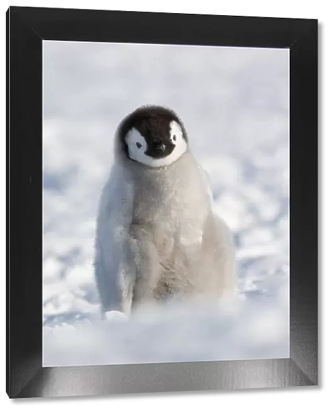 Emperor penguin (Aptenodytes forsteri) chick, Snow Hill Island rookery, Weddell Sea