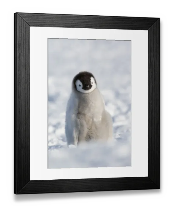 Framed Print : Emperor penguin (Aptenodytes forsteri) chick, Snow Hill Island rookery, Weddell Sea Framed Print : Emperor penguin (Aptenodytes forsteri) chick, Snow Hill Island rookery, Weddell Sea