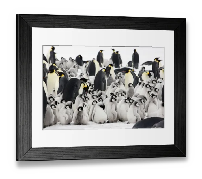 Framed Print : Emperor penguin (Aptenodytes forsteri) adults with young chicks at Snow Hill Island rookery Framed Print : Emperor penguin (Aptenodytes forsteri) adults with young chicks at Snow Hill Island rookery