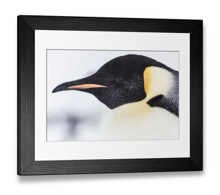 Framed Print : Emperor Penguin (Aptenodytes forsteri) close up detail of head of adult, Gould Bay Framed Print : Emperor Penguin (Aptenodytes forsteri) close up detail of head of adult, Gould Bay