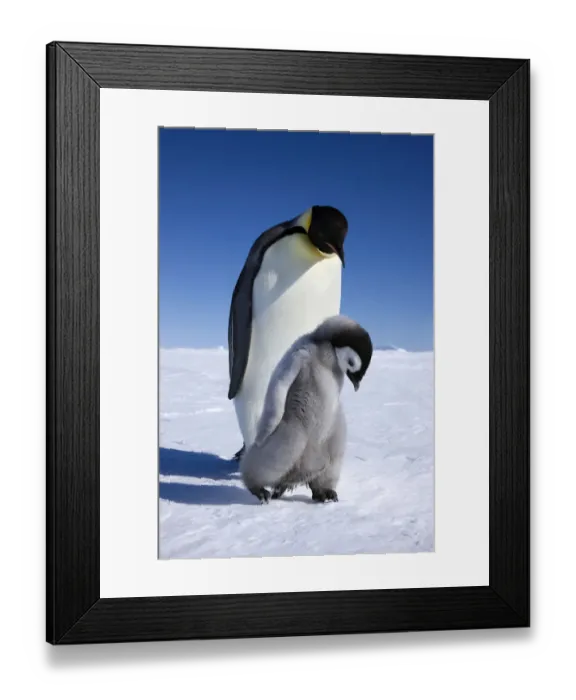 Framed Print : Emperor penguin (Aptenodytes forsteri) walking with young chick at Snow Hill Island rookery Framed Print : Emperor penguin (Aptenodytes forsteri) walking with young chick at Snow Hill Island rookery