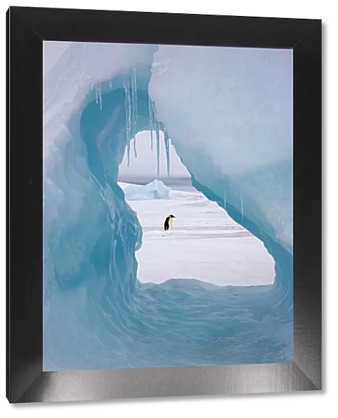 Emperor penguin (Aptenodytes forsteri) viewed through hole in iceberg at Snow Hill Island rookery