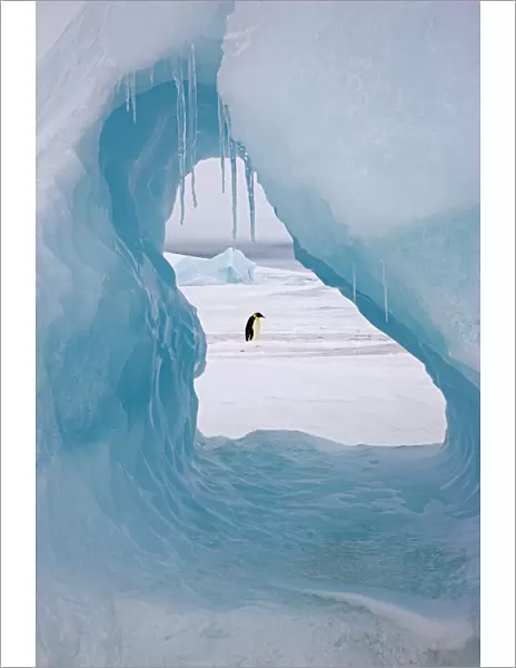 Emperor penguin (Aptenodytes forsteri) viewed through hole in iceberg at Snow Hill Island rookery