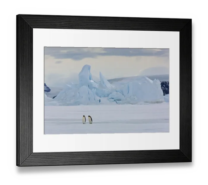 Framed Print : Emperor penguins (Aptenodytes forsteri) with iceberg at Snow Hill Island rookery, Antarctica Framed Print : Emperor penguins (Aptenodytes forsteri) with iceberg at Snow Hill Island rookery, Antarctica
