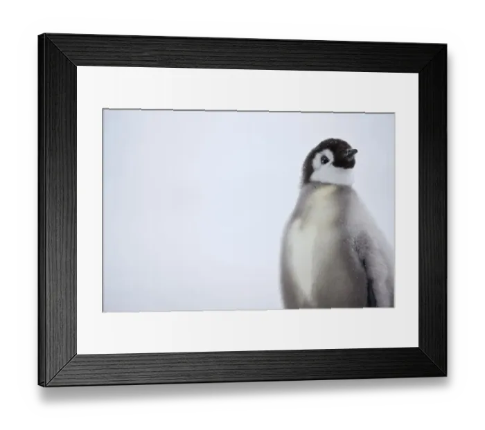 Framed Print : Emperor penguin (Aptenodytes forsteri) chick, Ross Sea, Antarctica Framed Print : Emperor penguin (Aptenodytes forsteri) chick, Ross Sea, Antarctica