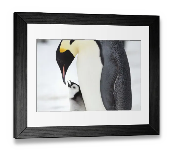 Framed Print : Emperor penguin (Aptenodytes forsteri) feeding chick, Gould Bay, Weddel Sea, Antarctica Framed Print : Emperor penguin (Aptenodytes forsteri) feeding chick, Gould Bay, Weddel Sea, Antarctica