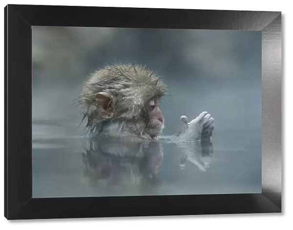 Japanese macaque  /  Snow monkey {Macaca fuscata} 7-month-old monkey bathing in hot springs