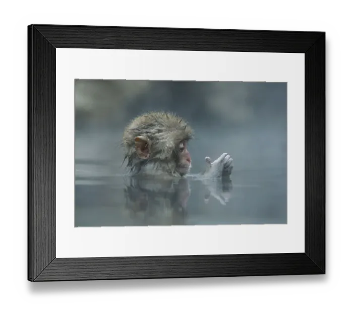 Framed Print : Japanese macaque / Snow monkey {Macaca fuscata} 7-month-old monkey bathing in hot springs Framed Print : Japanese macaque / Snow monkey {Macaca fuscata} 7-month-old monkey bathing in hot springs