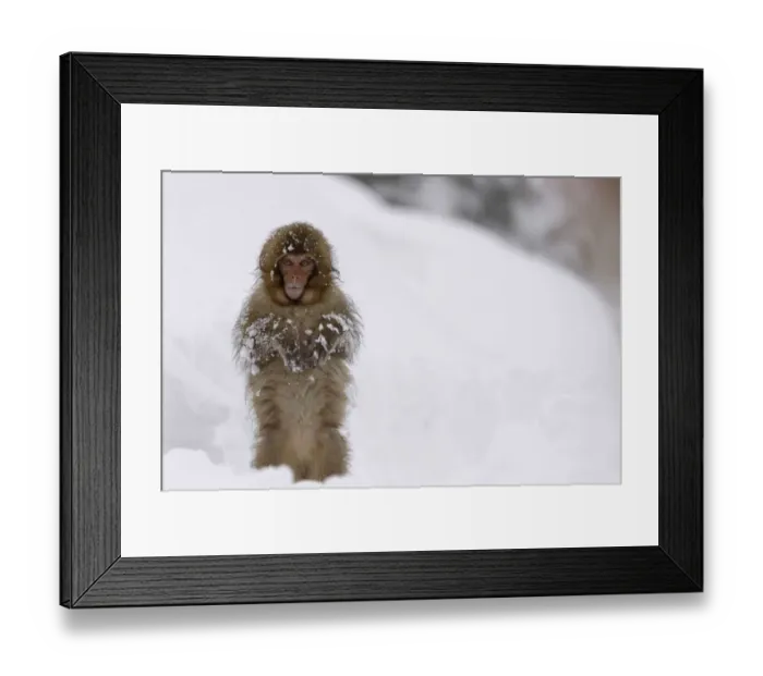 Framed Print : Japanese macaque / Snow monkey {Macaca fuscata} young monkey walking upright in deep Framed Print : Japanese macaque / Snow monkey {Macaca fuscata} young monkey walking upright in deep