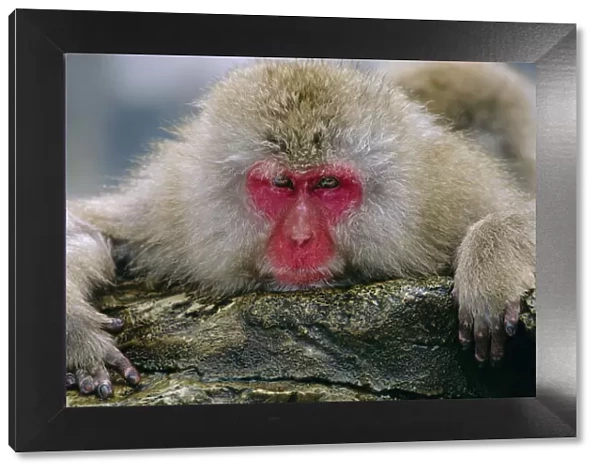 Japanese macaque portrait {Macaca fuscata} Jigokudani, Japan