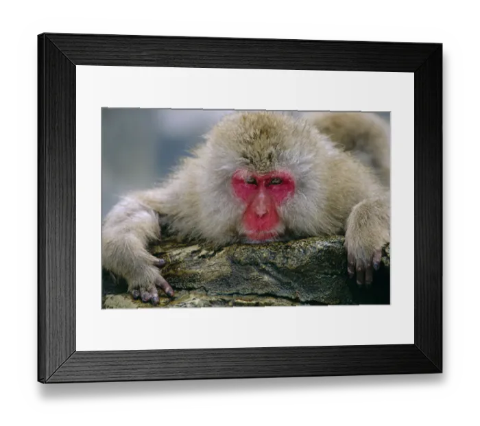 Framed Print : Japanese macaque portrait {Macaca fuscata} Jigokudani, Japan Framed Print : Japanese macaque portrait {Macaca fuscata} Jigokudani, Japan