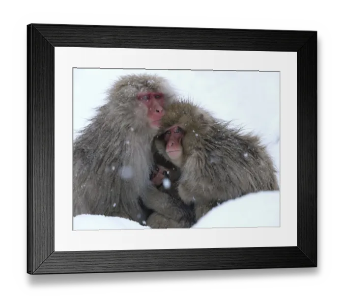 Framed Print : Japanese macaque (Macaca fuscata) family huddled together for warmth on a cold day Framed Print : Japanese macaque (Macaca fuscata) family huddled together for warmth on a cold day