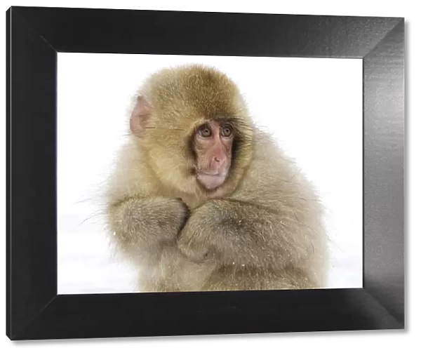 Japanese Macaque (Macaca fuscata) baby with fur puffed out to keep itself warm, Jigokudani, Japan