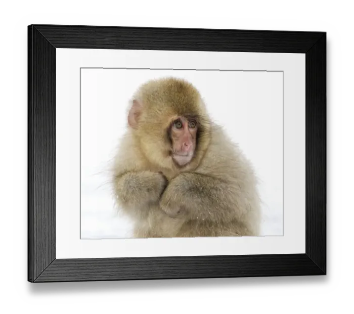Framed Print : Japanese Macaque (Macaca fuscata) baby with fur puffed out to keep itself warm, Jigokudani, Japan Framed Print : Japanese Macaque (Macaca fuscata) baby with fur puffed out to keep itself warm, Jigokudani, Japan