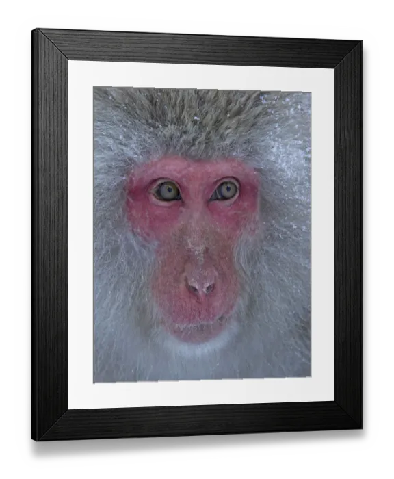 Framed Print : Japanese Macaque (Macaca fuscata) gazing off into the distance in Jigokudani, Japan Framed Print : Japanese Macaque (Macaca fuscata) gazing off into the distance in Jigokudani, Japan