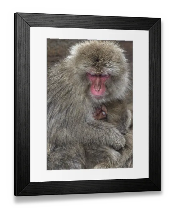 Framed Print : Japanese Macaque (Macaca fuscata) mother and baby doze off together for a moment in Jigokudani Framed Print : Japanese Macaque (Macaca fuscata) mother and baby doze off together for a moment in Jigokudani