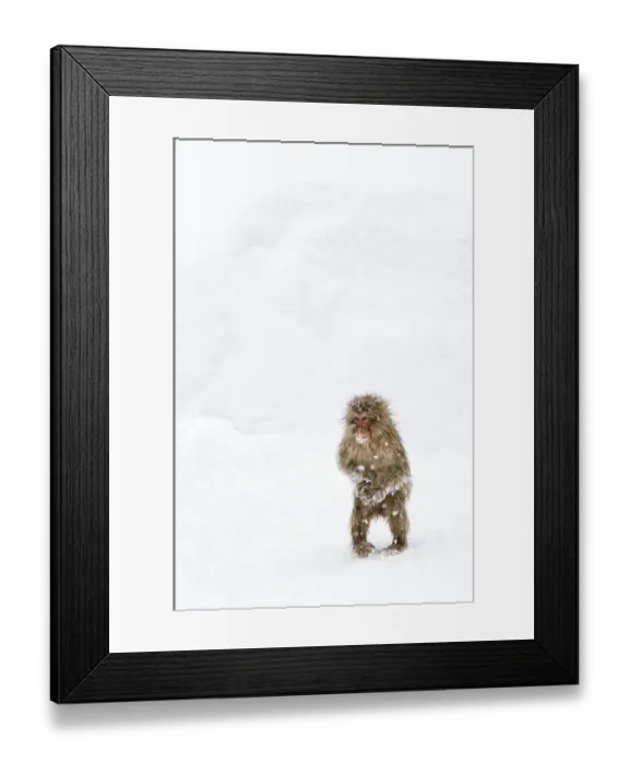 Framed Print : Japanese Macaque (Macaca fuscata) juvenile standing up with feet pointed inward, Jigokudani Framed Print : Japanese Macaque (Macaca fuscata) juvenile standing up with feet pointed inward, Jigokudani