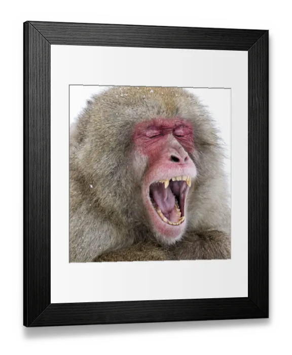 Framed Print : Japanese Macaque (Macaca fuscata) male yawning, Jigokudani Japan, January Framed Print : Japanese Macaque (Macaca fuscata) male yawning, Jigokudani Japan, January