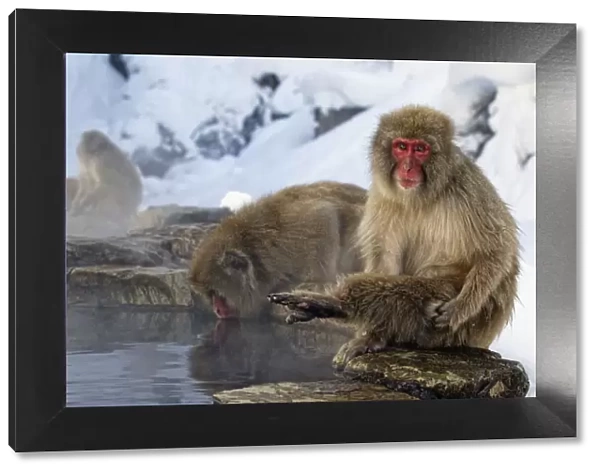 Japanese Macaque (Macaca fuscata) lifting leg while sitting at side of thermal pool