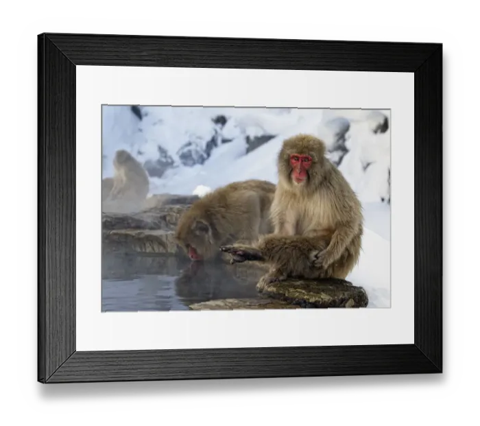 Framed Print : Japanese Macaque (Macaca fuscata) lifting leg while sitting at side of thermal pool Framed Print : Japanese Macaque (Macaca fuscata) lifting leg while sitting at side of thermal pool