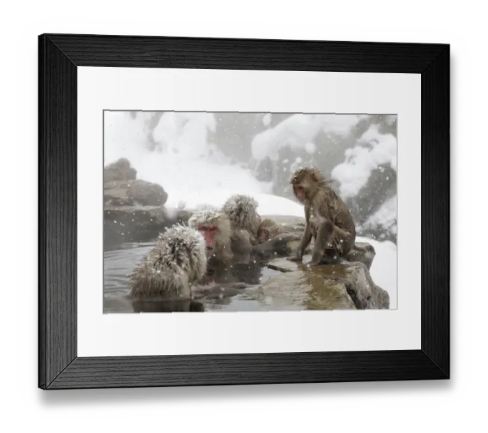 Framed Print : Japanese Macaque (Macaca fuscata) females gather at one end of the hot springs, Jigokudani Framed Print : Japanese Macaque (Macaca fuscata) females gather at one end of the hot springs, Jigokudani